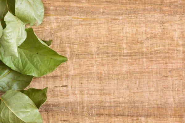 Vine leaf background — Stock Photo, Image