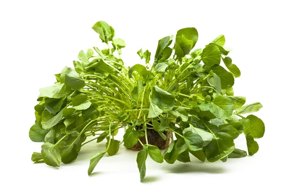 Upland cress — Stock Photo, Image