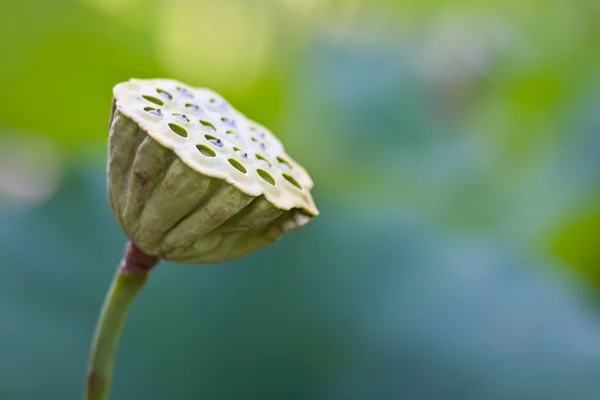 Fiore di loto (Nelumbo nucifera) bacche — Foto Stock