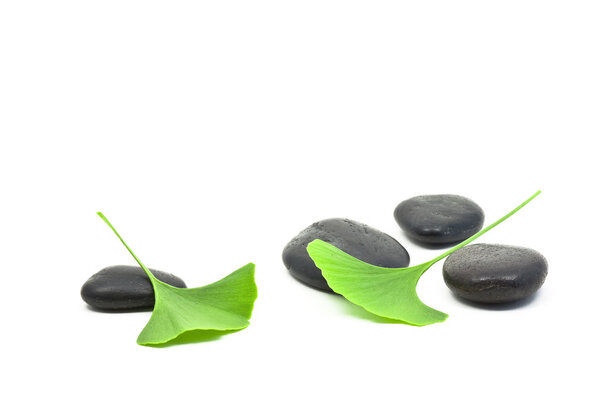 Листва гинкго
