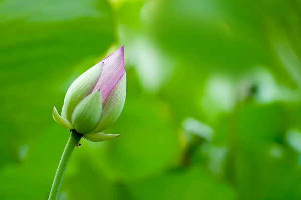 Lotus (Nelumbo nucifera) çiçeği — Stok fotoğraf