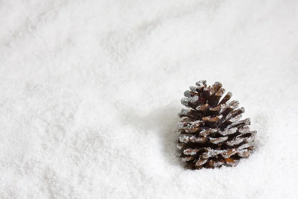겨울 전나무 콘 — 스톡 사진