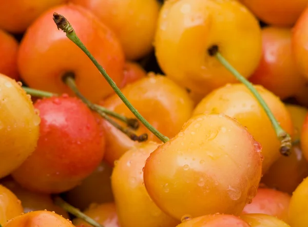 Rainier cherries — Stock Photo, Image