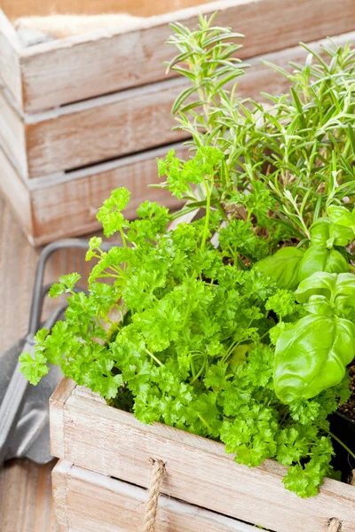 Herbs in wooden box — Stock Photo, Image