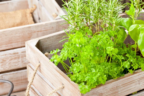 Hierbas en caja de madera — Foto de Stock