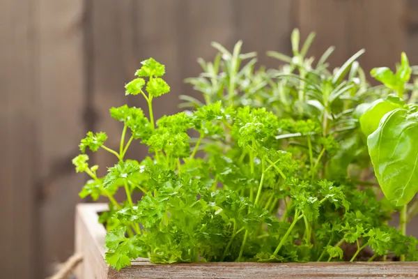 Herbs in wooden box — Stock Photo, Image