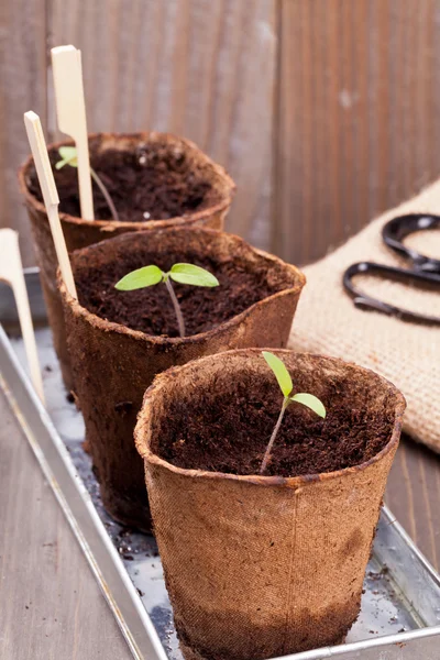 Seedlings — Stock Photo, Image