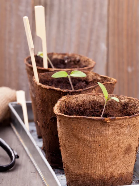 Seedlings — Stock Photo, Image