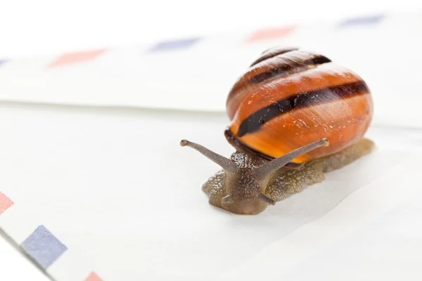 Snail mail — Stock Photo, Image