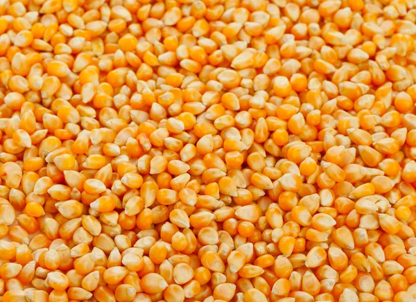 Corn kernels — Stock Photo, Image