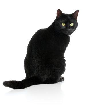 siyah kedi