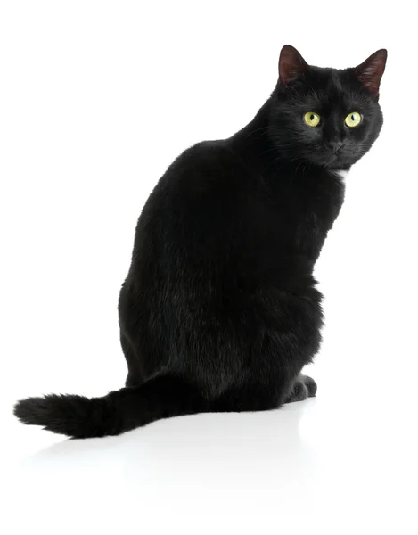 Black cat — Stock Photo, Image