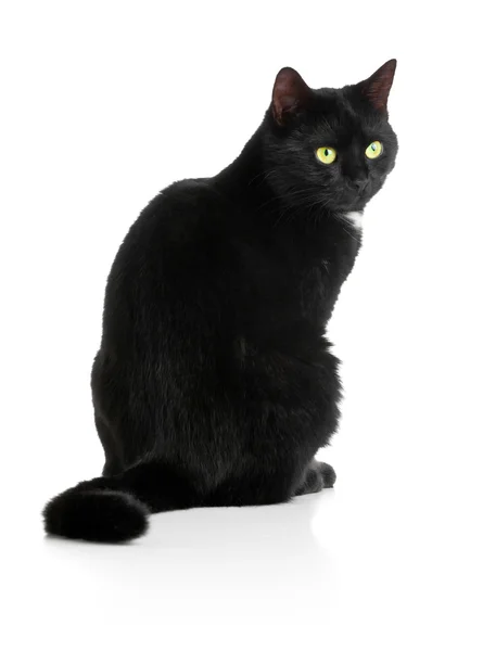 Black cat — Stock Photo, Image