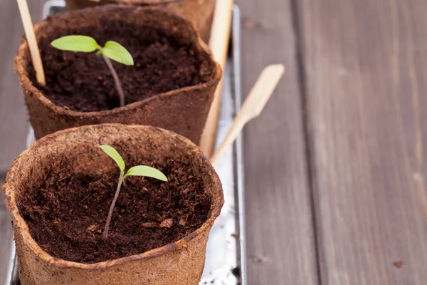 Seedlings — Stock Photo, Image