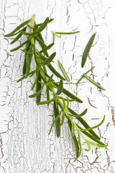 Rosemary twig — Stockfoto