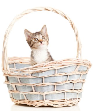 Yavru kedi