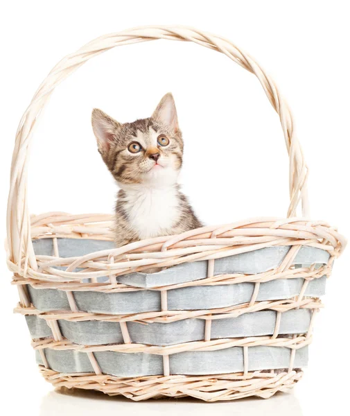 Yavru kedi