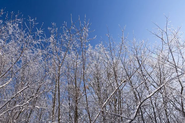 Śnieg Pokryte Lodem Drzewa Zimowym Krajobrazie Lasu Sezon Zimowy Lub — Zdjęcie stockowe