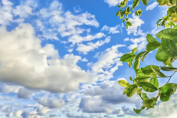 Folhas no céu — Fotografia de Stock