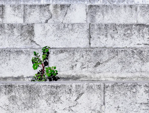 Grün auf dem Zement — Stockfoto