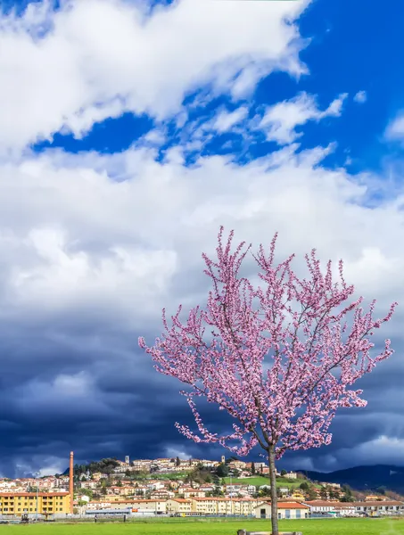 Die Magnolie im Frühling — Stockfoto