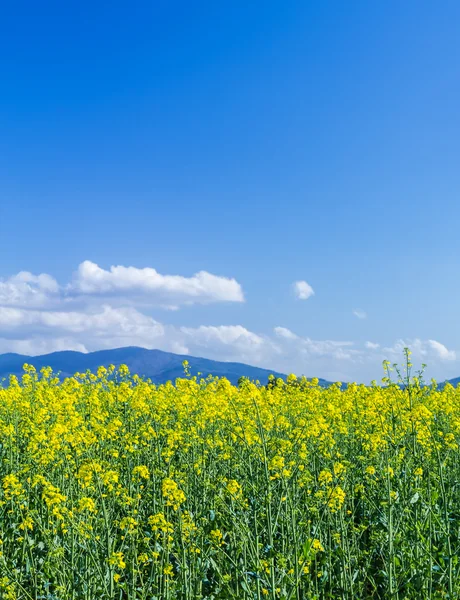 Spring in bloei — Stockfoto