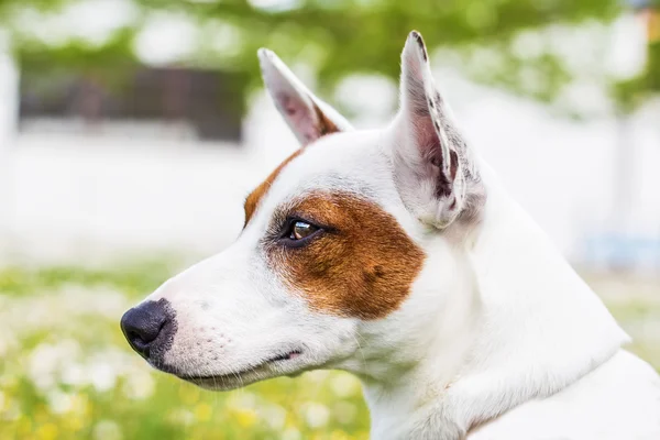 Wonderful dog — Stock Photo, Image