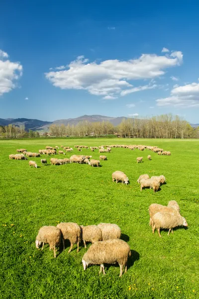 Sheep grazing Stock Photo