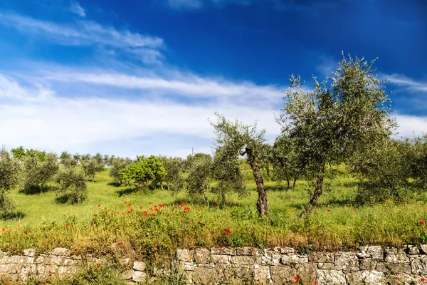Весной красные цветы и оливковое дерево — стоковое фото