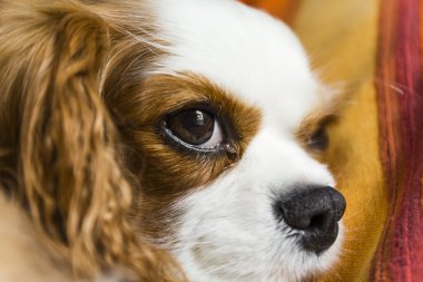 cavalier king