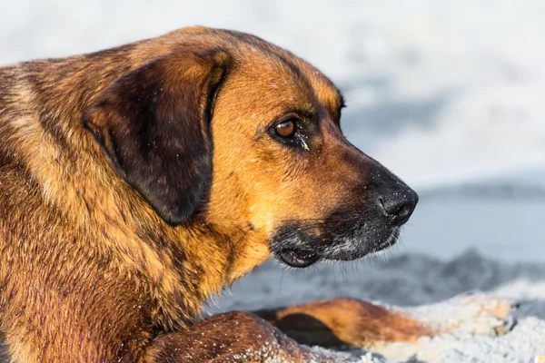 Stray dog on the sand — Stock Photo, Image