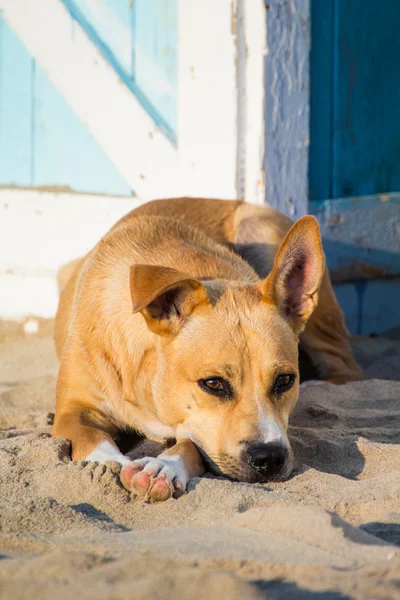 Ein süßer Hund am Strand — Stockfoto