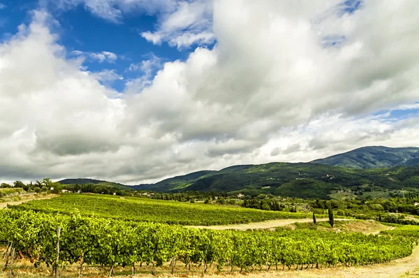 Ein Weinberg in der toskanischen Landschaft. — Stockfoto