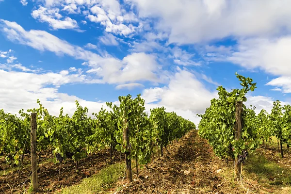 Ein Weinberg in der toskanischen Landschaft. — Stockfoto