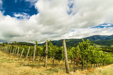 tuscan kırsalında bir üzüm bağı.
