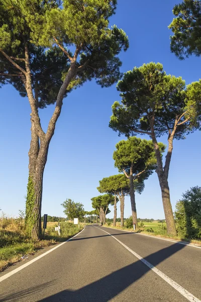 Road in the countryside — Stock Photo, Image