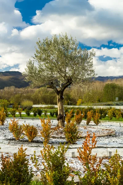 Blomma säng i de toskanska kullarna med vintern bara började — Stockfoto