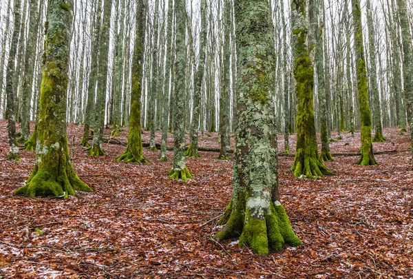 Winter forest — Stock Photo, Image