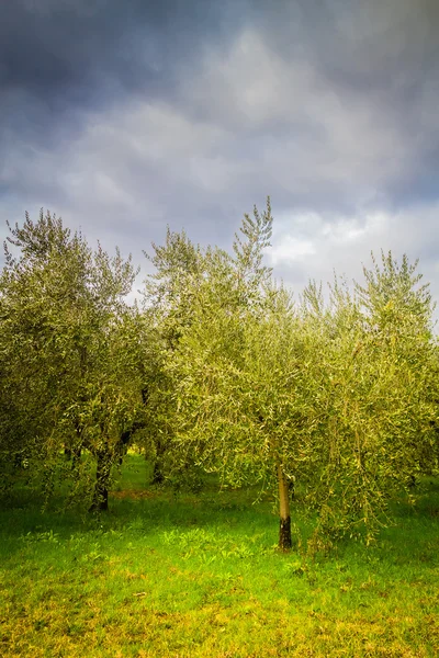 Olivträd i Toscana — Stockfoto