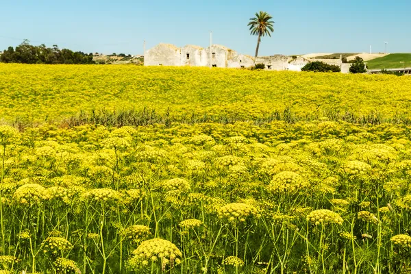 Terra di Sicilia — Foto Stock