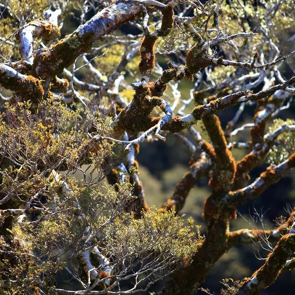 Selektywne focus na drzewach w milford sound, Nowa Zelandia — Zdjęcie stockowe