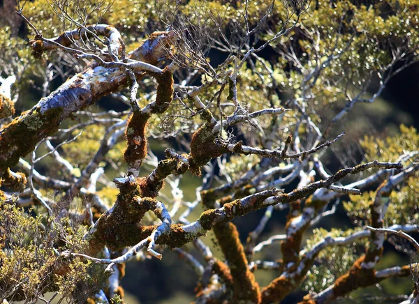 Szelektív összpontosít a fák milford Sound, Új-Zéland — Stock Fotó
