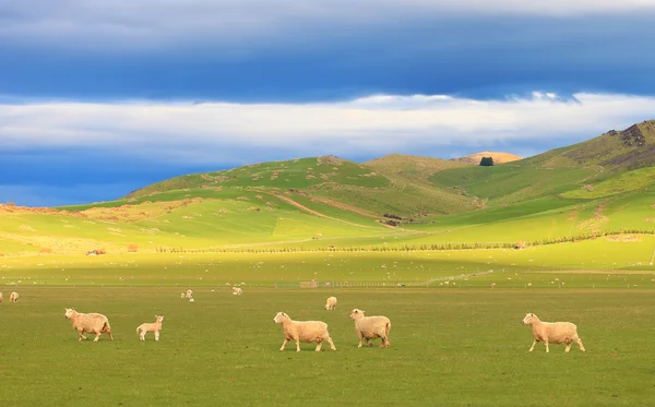 Grup, inişli çıkışlı tepeler, Yeni Zelanda koyun