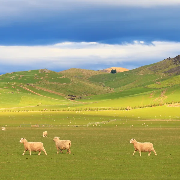 Näkymä Uusi-Seelanti lampaiden laiduntaessa pelloilla — kuvapankkivalokuva