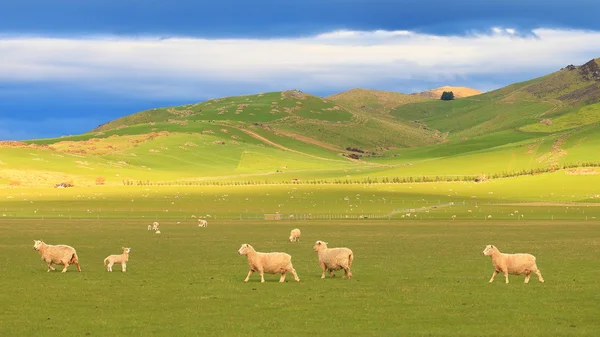 Grup koyun otlatma bir rolling hills peyzaj, Yeni Zelanda