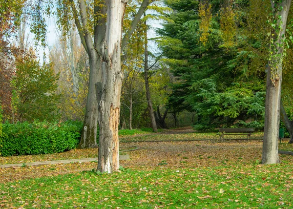 Parc Avec Sentier Arbres Feuilles Sèches Herbe — Photo