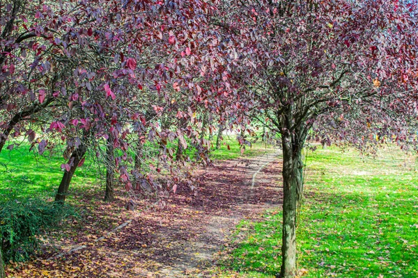 Paseo Por Parque Con Árboles Hojas Violetas — Foto de Stock