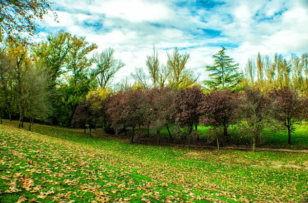 Las Jesienią Zieloną Trawą Kolorowymi Drzewami — Zdjęcie stockowe