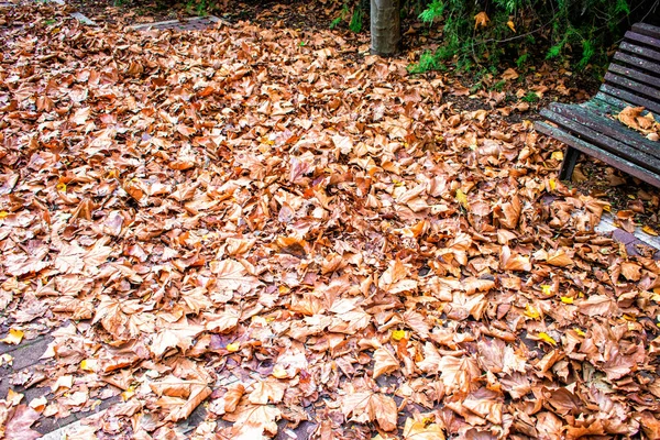 Parková Podlaha Posetá Suchými Listy Podzim — Stock fotografie