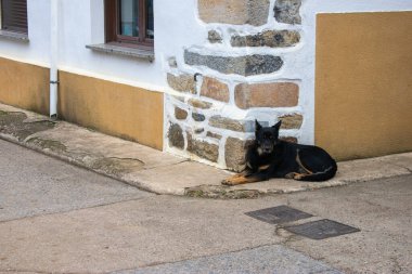 Taş duvarın yanında dinlenen siyah bir köpek.